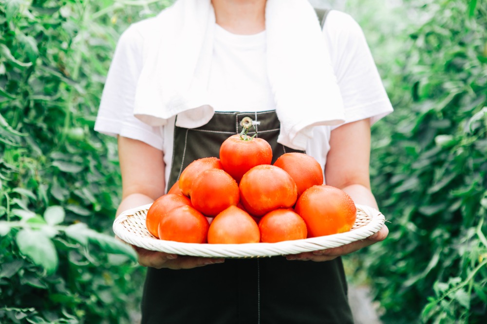 野菜づくりや農作業に挑戦してみませんか？
