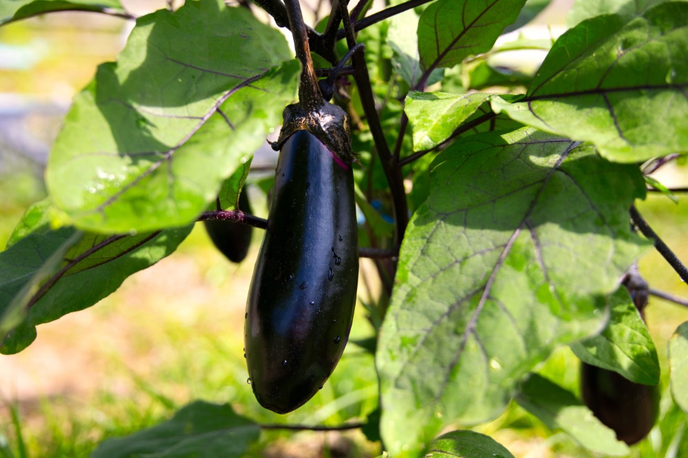 採れたての新鮮さ
