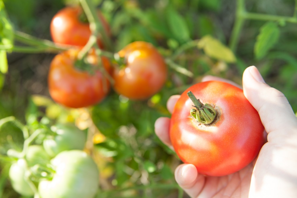 季節ごとのおすすめ商品